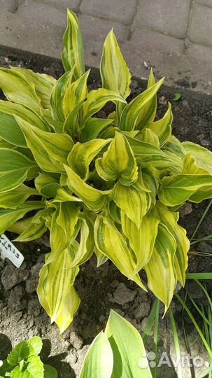 Хоста коллекционная Swirls