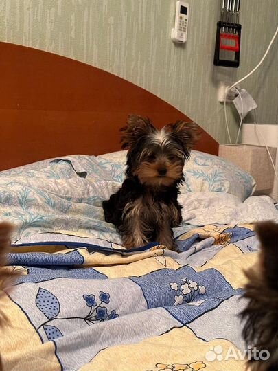 Йоркширский терьер мини беби фейс