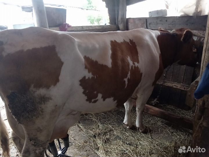 Продам корову