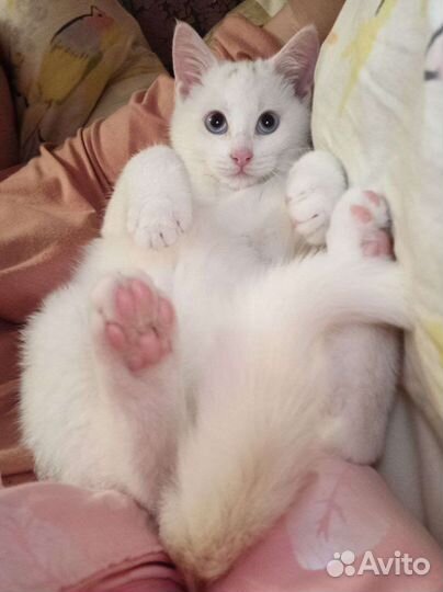 Вязка Кот Турецкий Ван без родословной,с вет.пасп