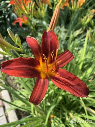 Лилейники разные