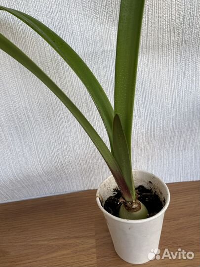 Продаю микс растений