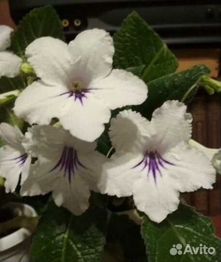 Стартеры стрептокарпусов