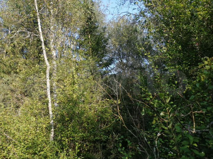 Участок 1,6 га (СНТ, ДНП)