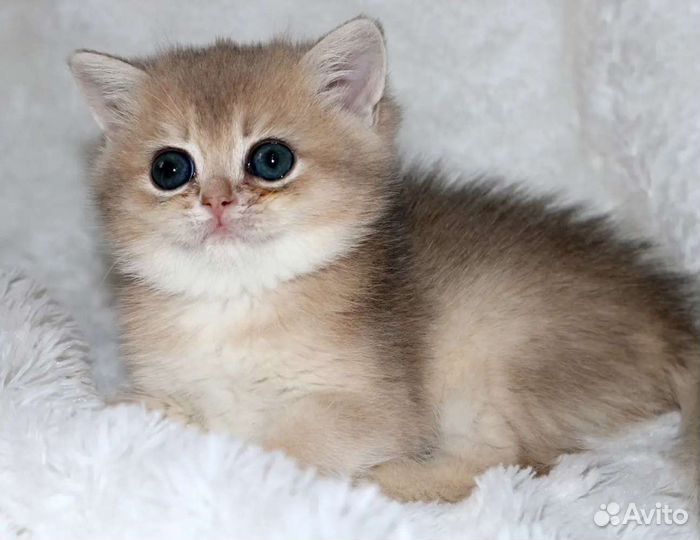 Девочки и мальчики голубое золото, ay11