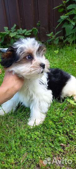 Девочка красавица