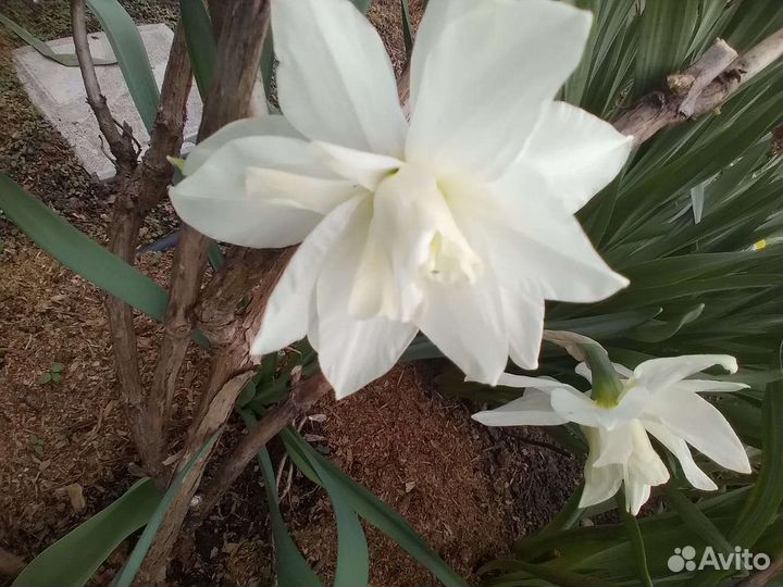 Рассада цветов