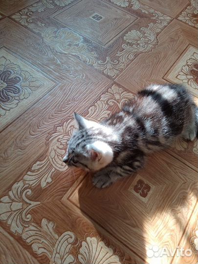 Кошечка в добрые руки