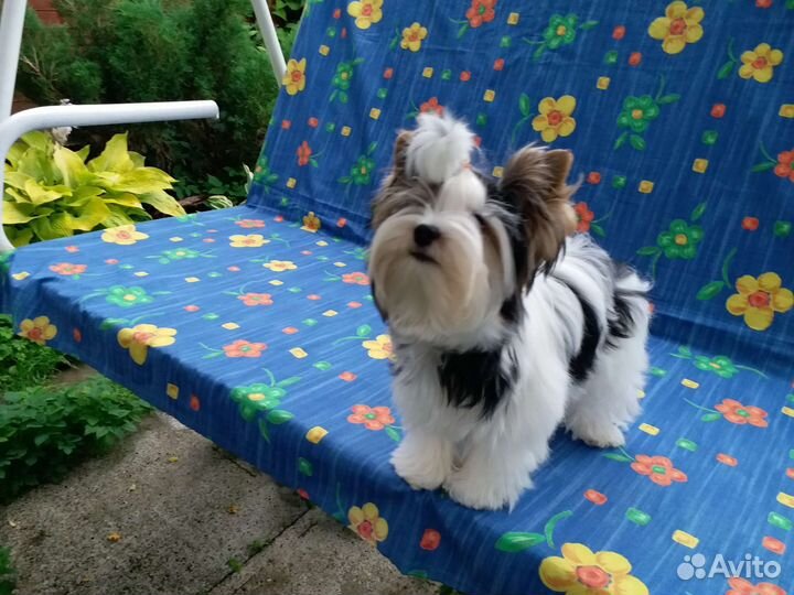 Бивер мини мальчик