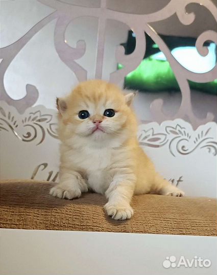 Котята золотая шиншилла