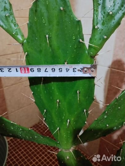 Взрослый Кактус Опунция Бергера 105см