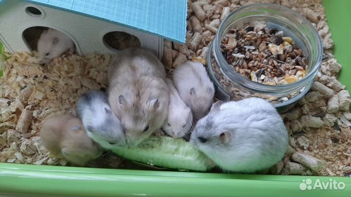 Джунгарский хомяк