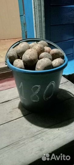 Продам картофель