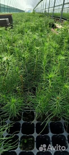 Сеянцы сосны обыкновенной зкс от производителя