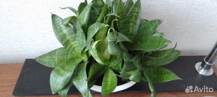 Сансевиерия