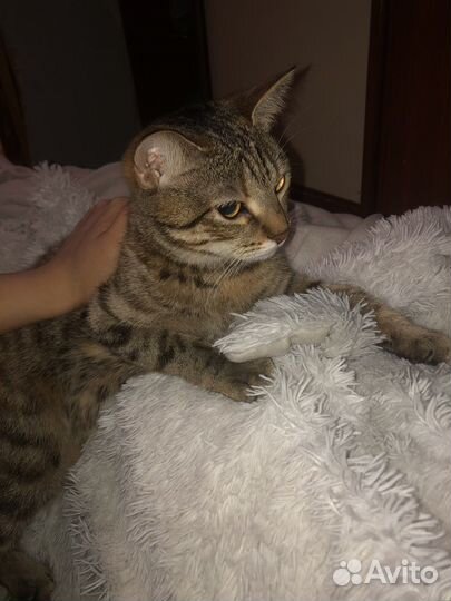 Кошка в дар бесплатно