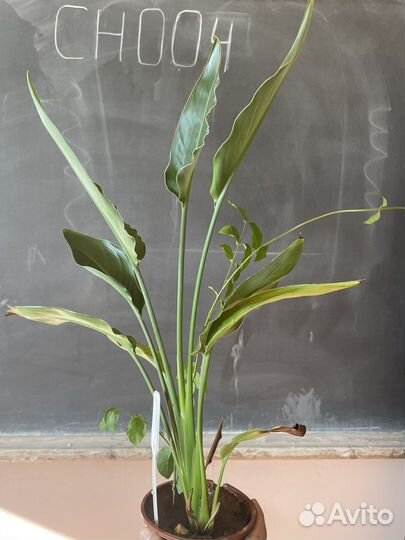 Стрелиция королевская