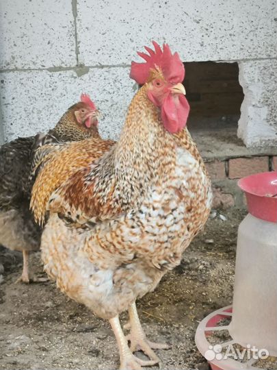 Куры петухи
