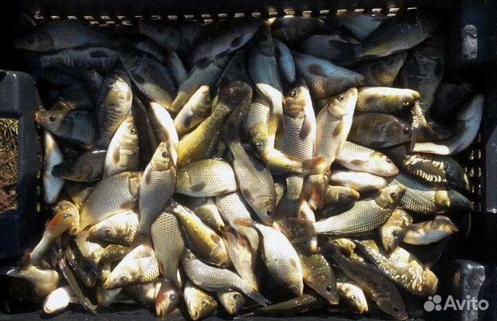 Продам малек карпа