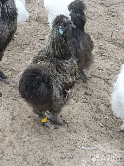 Китайские шелковые петухи и цыплята