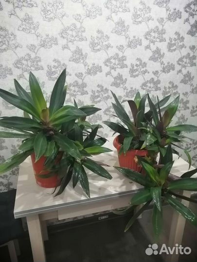 Рео огромный