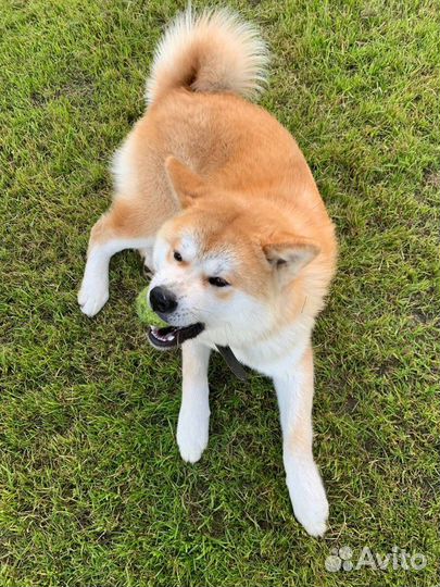 Кобель для вязки