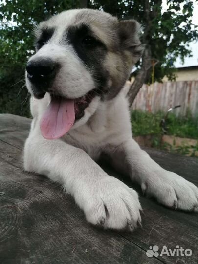 Среднеазиатская овчарка. Алабай