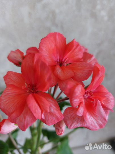 Пеларгония герань
