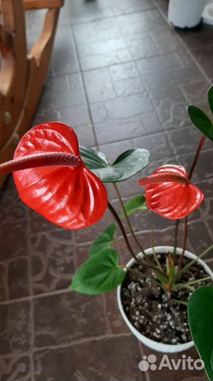 Антуриумы сортовые