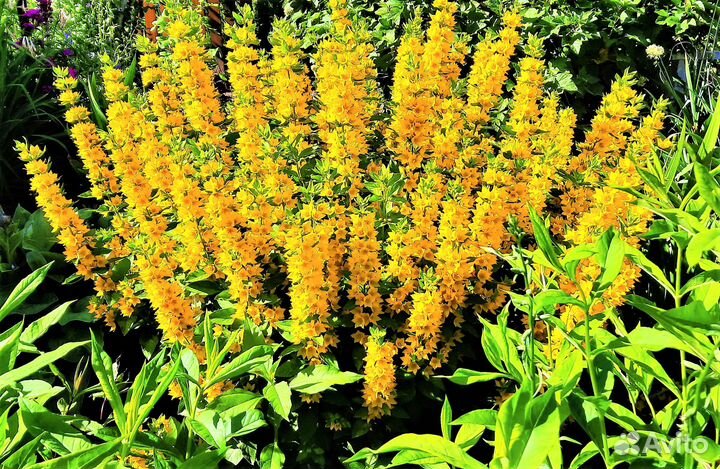 Садовые цветы и растения