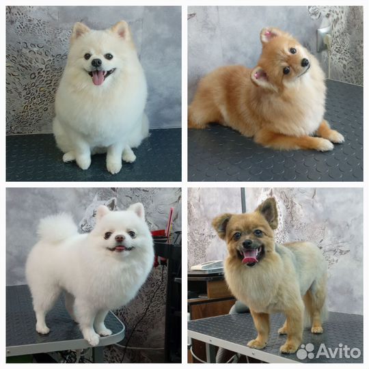 Груминг Собак и Кошек