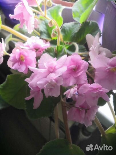 Фиалка Ян зубо