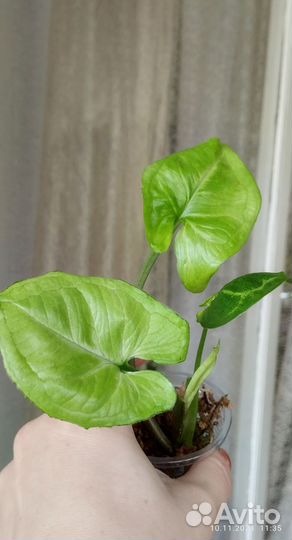 Сингониумы