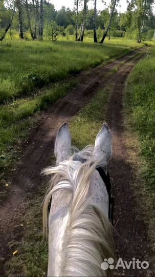 Конные прогулки, занятия