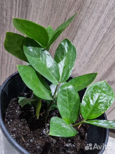 Замиокулькас