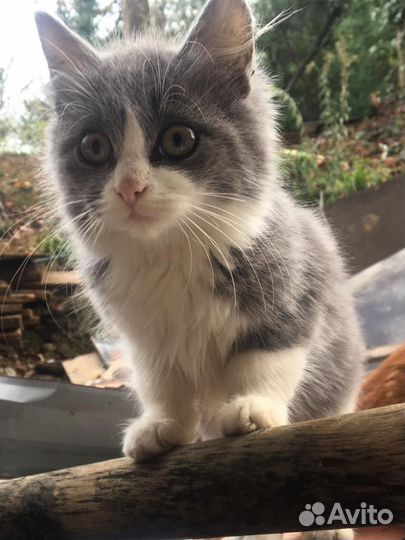Кошки в добрые руки бесплатно