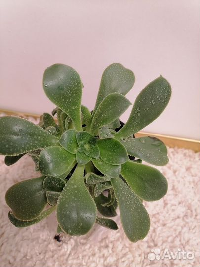 Эониум, суккуленты