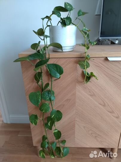 Сциндапсус эпипремнум