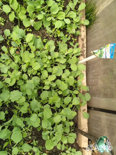 Рассада капусты