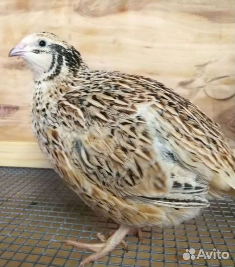 Перепелята