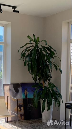 Пальма юкка