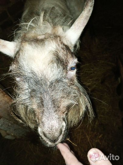 Альпийский козел