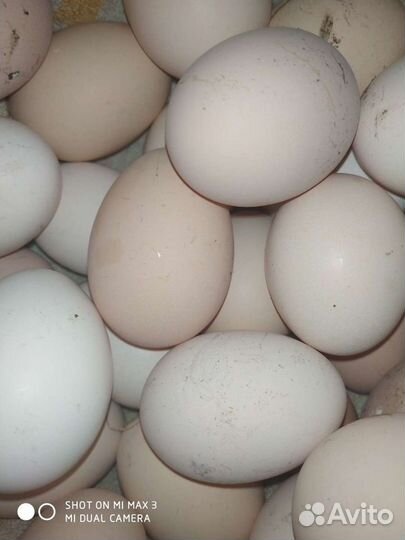 Домашние куриные яйца