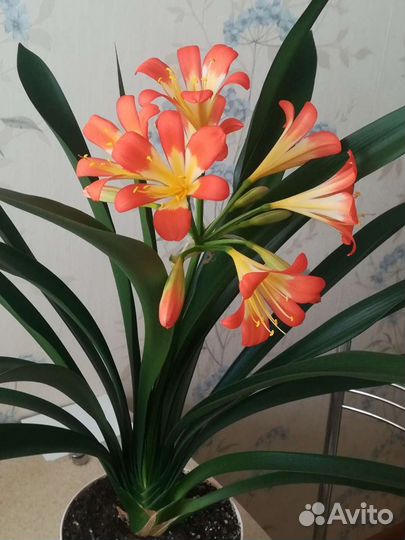 Комнатные цветы кливия