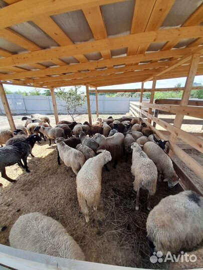 Овцы,ягнята