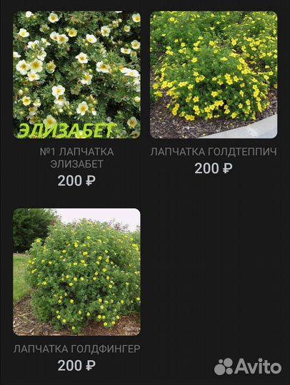 Кустарники