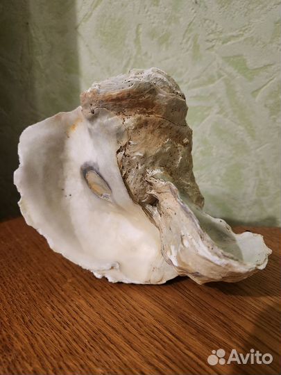 Морские ракушки