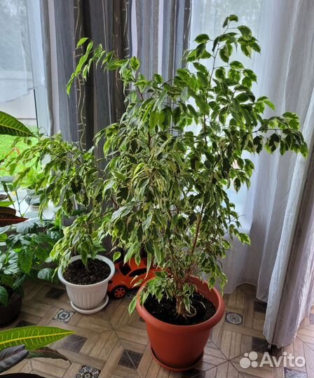 Фикус бенджамина большой