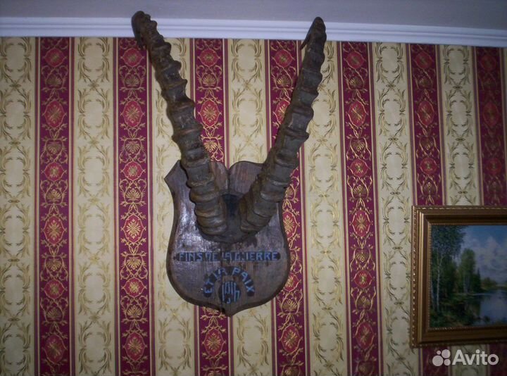 Рога сибирского козерога