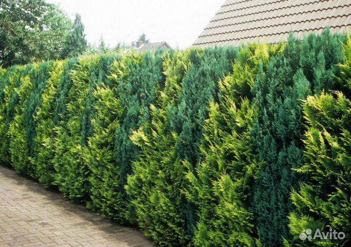 Туи сортовые:Смарагд,Брабант,Колумна 1,2 м